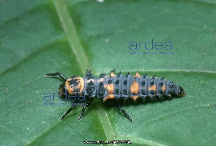 : Larva of Convergent Ladybird Beetle : Larva of Convergent Ladybird Beetle