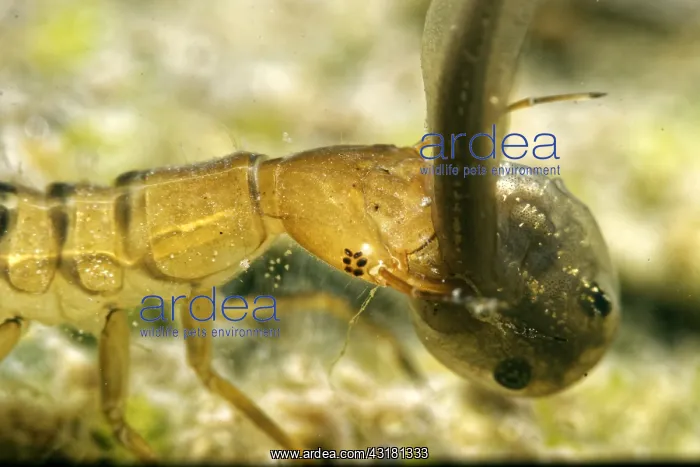  : Larva of Great diving beetle(Dytiscus marginalis)