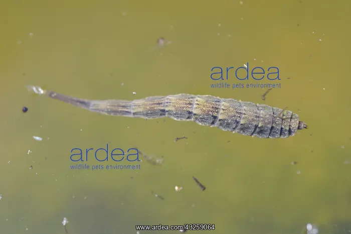 : Larva of Horsefly (Tabanus sp) in water, Lorraine : Larva of Horsefly (Tabanus sp) in water, Lorraine