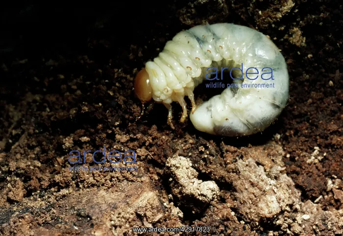 : LARVA OF LESSER STAG BEETLE - in rotting Beech stump : LARVA OF LESSER STAG BEETLE - in rotting Beech stump