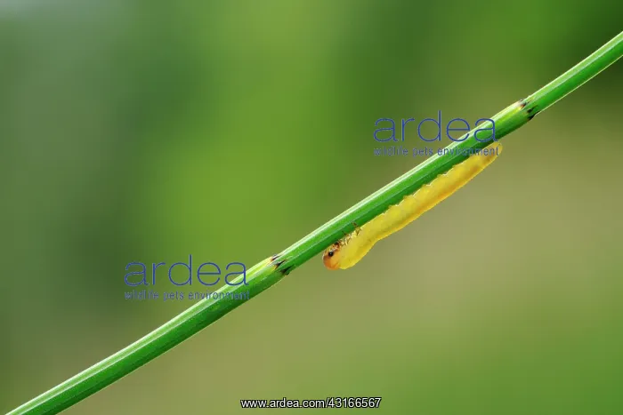 : Larva Sawflie : Larva Sawflie