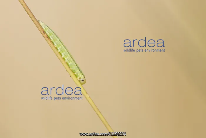 : Larva Sawfly (Symphyta) sitting on stem, The Ne : Larva Sawfly (Symphyta) sitting on stem, The Ne