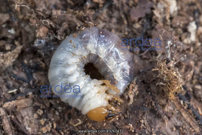 : Larva of Stag beetle in a stump of beech wood, winter : Larva of Stag beetle in a stump of beech wood, winter