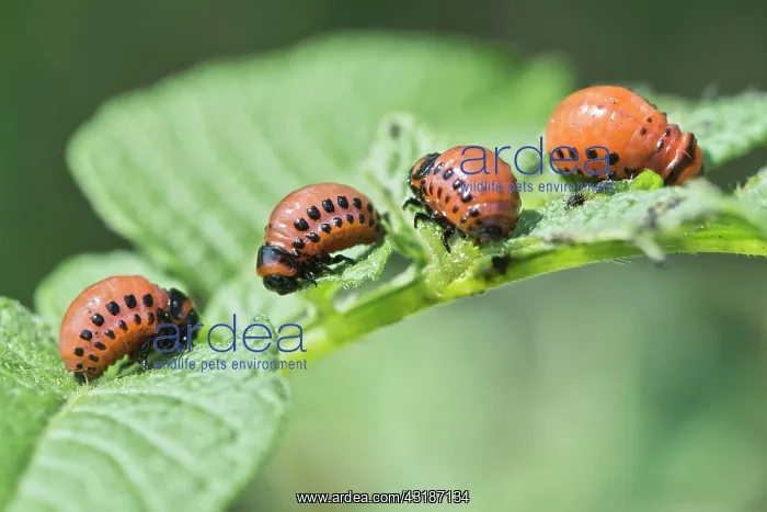 : Larvae of the Colorado potato beetle (Leptinotarsa : Larvae of the Colorado potato beetle (Leptinotarsa