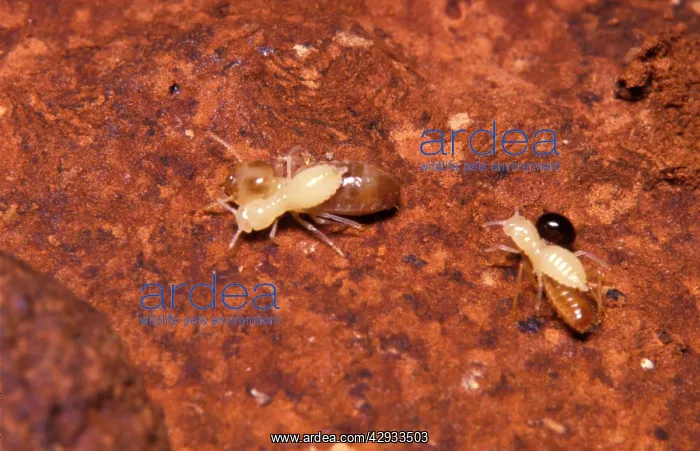 : Larvae of Jockey beetle - inquiline carried by : Larvae of Jockey beetle - inquiline carried by