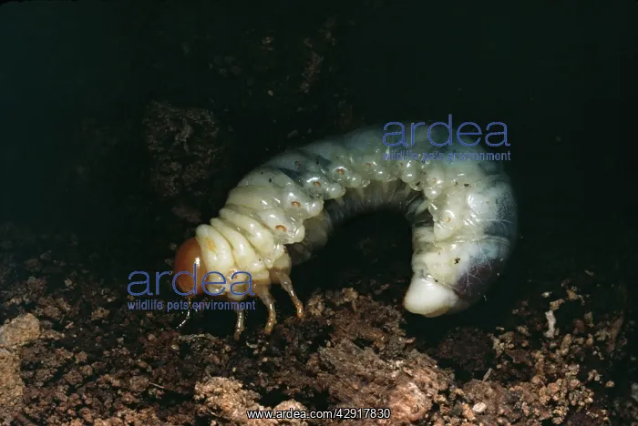 : Larvae of Lesser Stag Beetle : Larvae of Lesser Stag Beetle