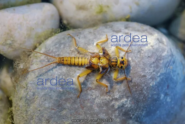 : Larvae of a stonefly (Plecoptera) on stone in shallow : Larvae of a stonefly (Plecoptera) on stone in shallow