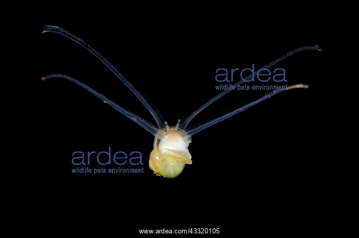 : Larval Sea Snail - swimming on night dive : Larval Sea Snail - swimming on night dive