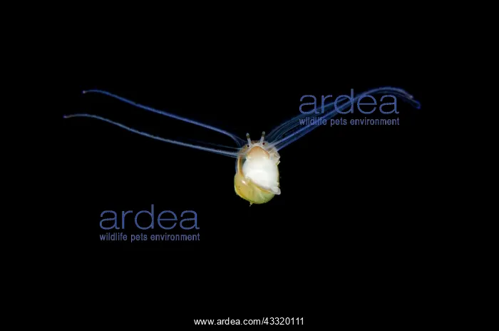 : Larval Sea Snail - swimming on night dive : Larval Sea Snail - swimming on night dive