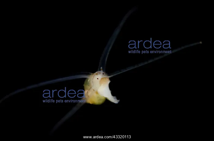: Larval Sea Snail - swimming on night dive : Larval Sea Snail - swimming on night dive