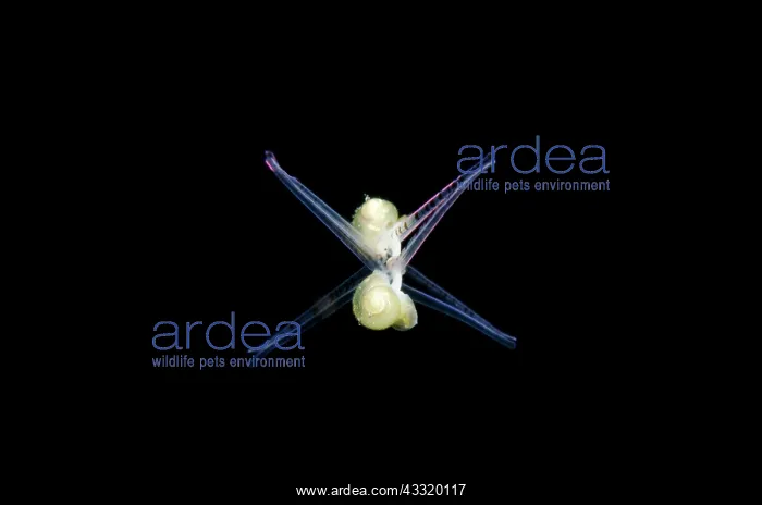 : Larval Sea Snail - swimming on night dive : Larval Sea Snail - swimming on night dive