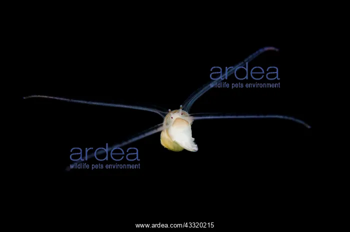 : Larval Sea Snail - swimming on night dive : Larval Sea Snail - swimming on night dive