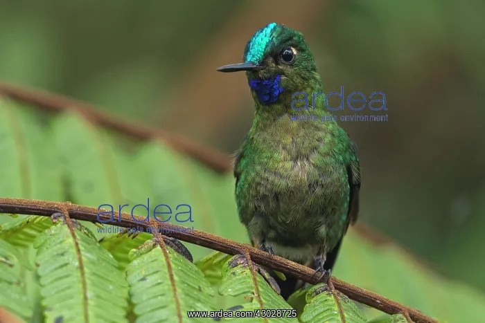 : Las Tangaras Bird Reserve, Choco, Colombia Las Tngaras : Las Tangaras Bird Reserve, Choco, Colombia Las Tngaras