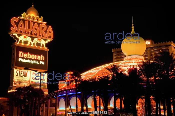 : Las Vegas Strip - colourful lit Strip in Las Vegas at night : Las Vegas Strip - colourful lit Strip in Las Vegas at night