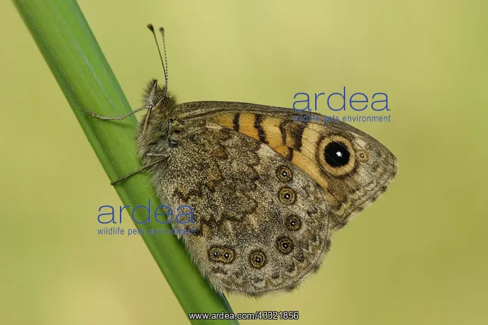 : Lasiommata megera : Lasiommata megera