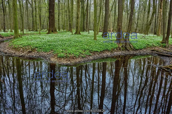 : The Lasker Auenwald nature reserve in the Sorbian : The Lasker Auenwald nature reserve in the Sorbian