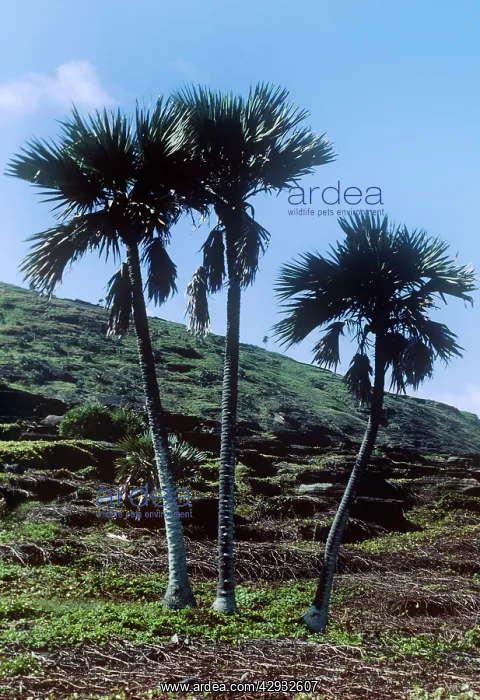 : Latan Palms - endemic : Latan Palms - endemic