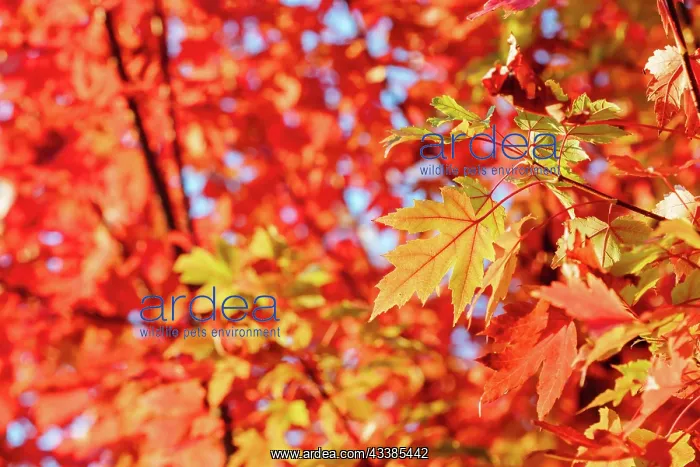 : Late afternoon light in autumn thru a maple tree i : Late afternoon light in autumn thru a maple tree i