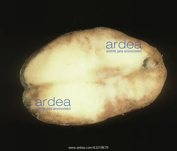 : Late blight of Potato : Late blight of Potato