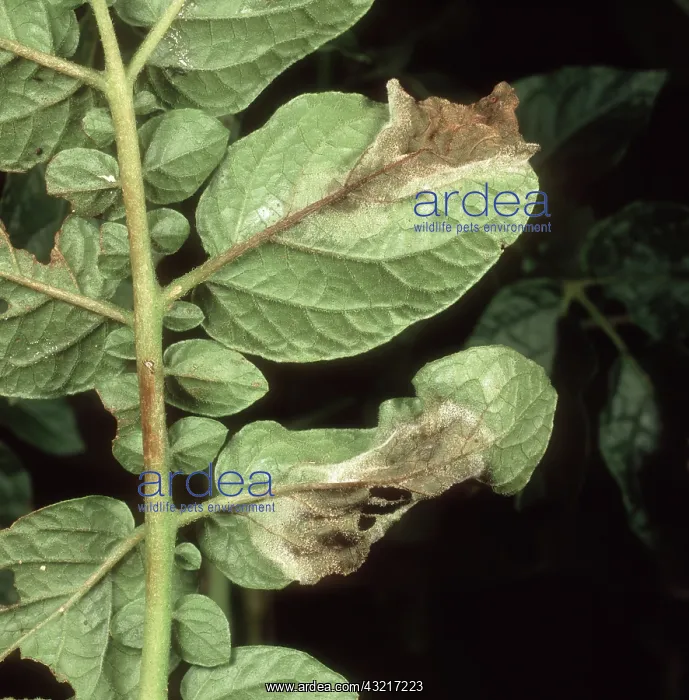 : Late blight on potato leaf : Late blight on potato leaf