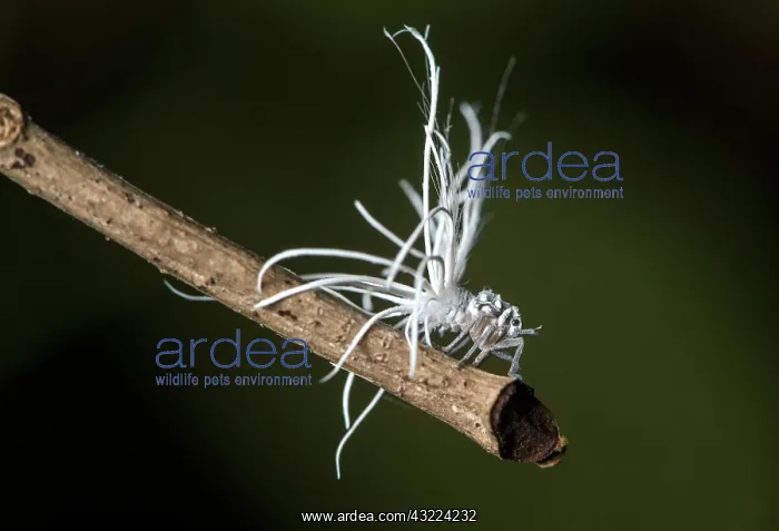: Late larval stage of a nymph of the pointed cicada : Late larval stage of a nymph of the pointed cicada