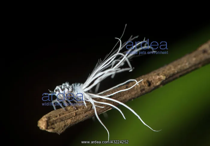 : Late larval stage of a nymph of the pointed cicada : Late larval stage of a nymph of the pointed cicada