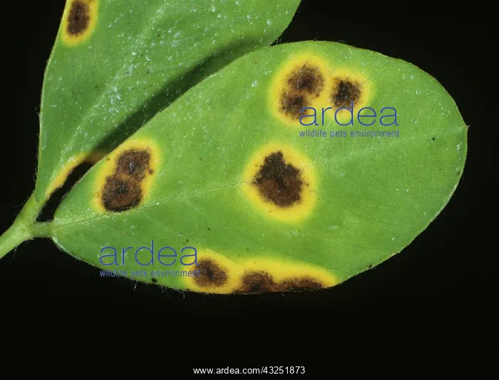 : Late Leaf Spot on Peanut leaf : Late Leaf Spot on Peanut leaf