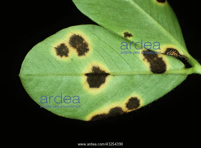 : Late Leaf Spot on Peanut leaf : Late Leaf Spot on Peanut leaf