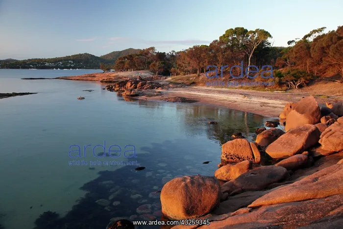 : Late Light, Honeymoon Bay, Coles Bay, Freycinet : Late Light, Honeymoon Bay, Coles Bay, Freycinet