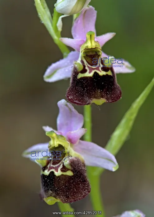 : Late spider orchid : Late spider orchid