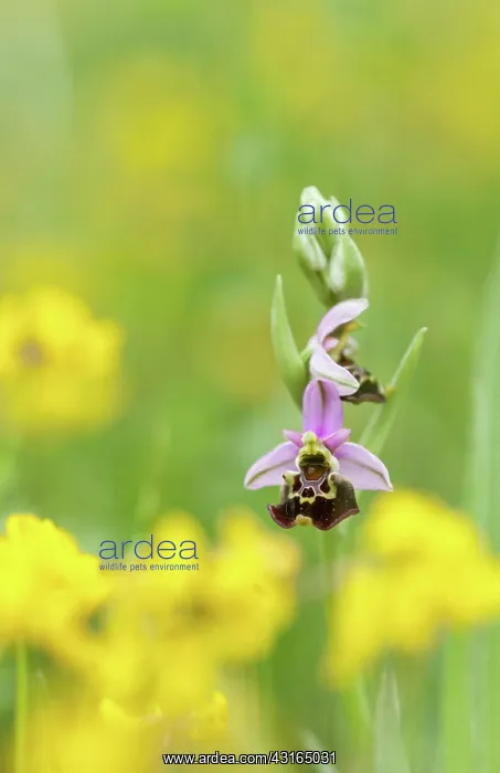 : Late Spider Orchid : Late Spider Orchid