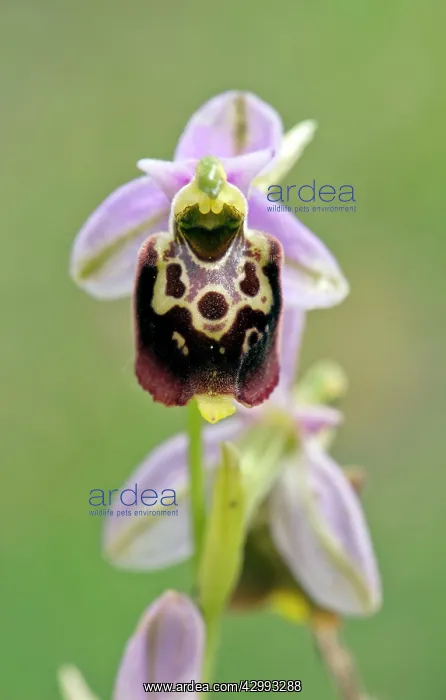 : Late spider Orchid - Close up of flower : Late spider Orchid - Close up of flower