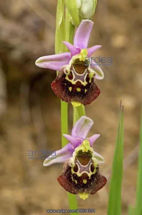 : Late Spider Orchid in flower (very rare in UK) : Late Spider Orchid in flower (very rare in UK)