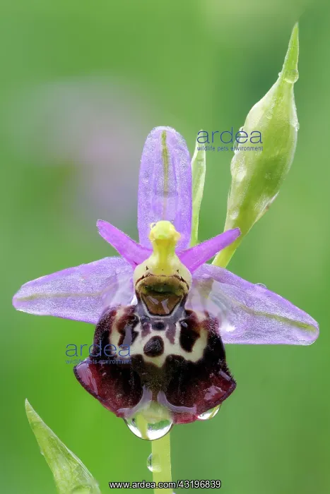 : Late Spider orchid (Ophrys fuciflora) Common orchid : Late Spider orchid (Ophrys fuciflora) Common orchid