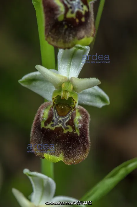 : Late spider-orchid, Ophrys fuciflora in flower o : Late spider-orchid, Ophrys fuciflora in flower o