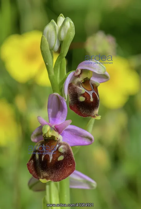 : Late spider orchid, Ophrys holosericea, in flowe : Late spider orchid, Ophrys holosericea, in flowe