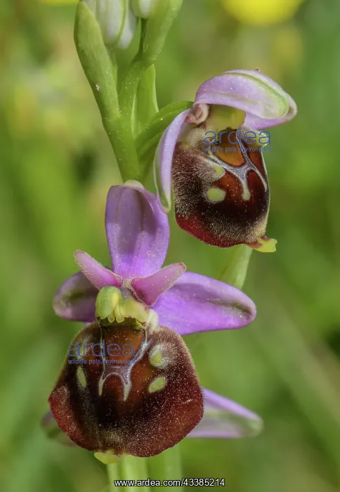 : Late spider orchid, Ophrys holosericea, in flowe : Late spider orchid, Ophrys holosericea, in flowe