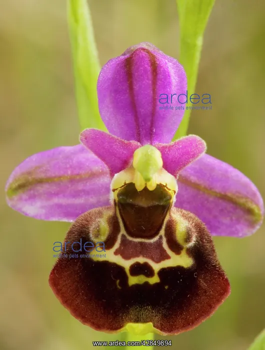 : Late Spider Orchid - Very rare in UK, on chalk grassland : Late Spider Orchid - Very rare in UK, on chalk grassland