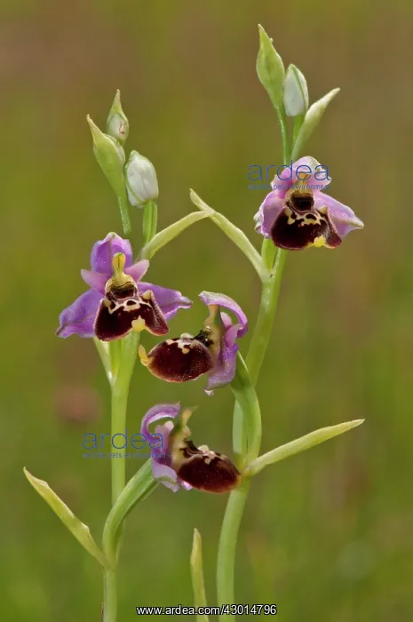  : Late Spider Orchid  /  the weaving plants