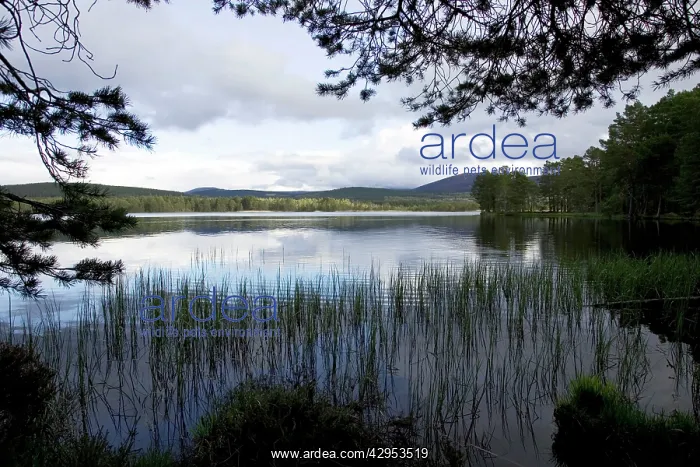 : Late spring evening Loch Garten - RSPB Abernethy : Late spring evening Loch Garten - RSPB Abernethy