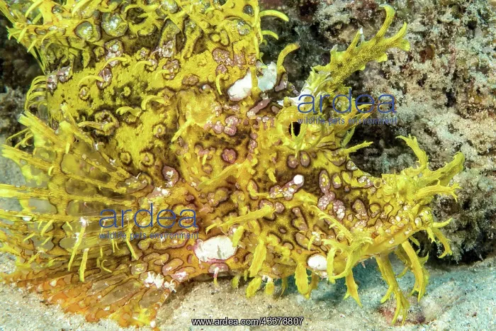 : Lateral close-up of head of well-camouflaged yellow : Lateral close-up of head of well-camouflaged yellow