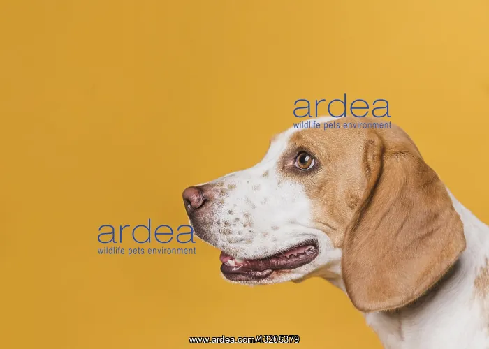 : lateral view dog with beautiful eyes. Resolution : lateral view dog with beautiful eyes. Resolution