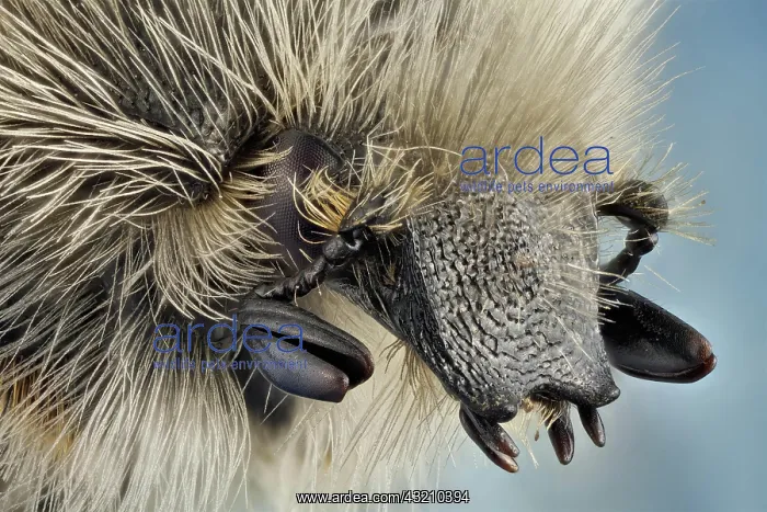: Lateral view of a flower beetle, larvae feed on : Lateral view of a flower beetle, larvae feed on