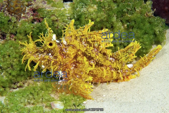 : Lateral view of Yellow popeyed scorpionfish (Rhinopias : Lateral view of Yellow popeyed scorpionfish (Rhinopias