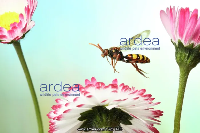: Lathbury's Nomad (Nomada lathburiana) in flight : Lathbury's Nomad (Nomada lathburiana) in flight