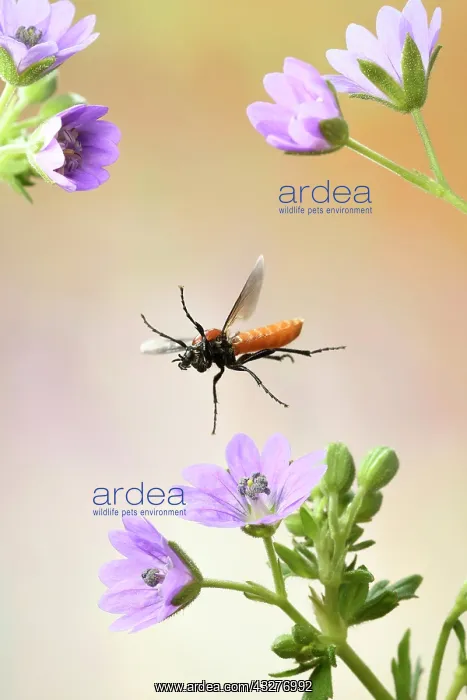  : LATINLOC1 (Athalia rosae), in flight on flowers