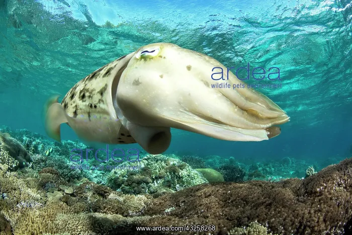 : LATINLOC1 (LATIN1), Bangka Island, North Sulawesi : LATINLOC1 (LATIN1), Bangka Island, North Sulawesi
