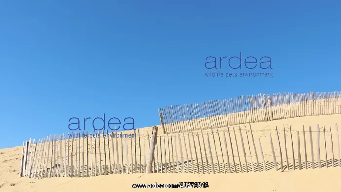 : Lattice fence on the Pilat to fix the sand and slow : Lattice fence on the Pilat to fix the sand and slow