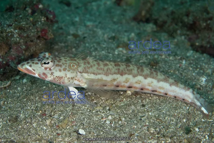 : Latticed Sandperch resting on sand : Latticed Sandperch resting on sand