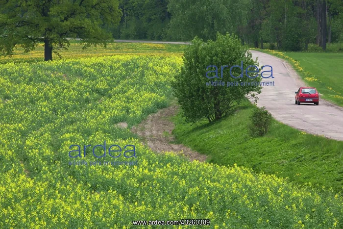 : Latvia, Northeastern Latvia, Vidzeme Region : Latvia, Northeastern Latvia, Vidzeme Region